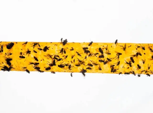Adhesive fly strip used to monitor and trap flying insects