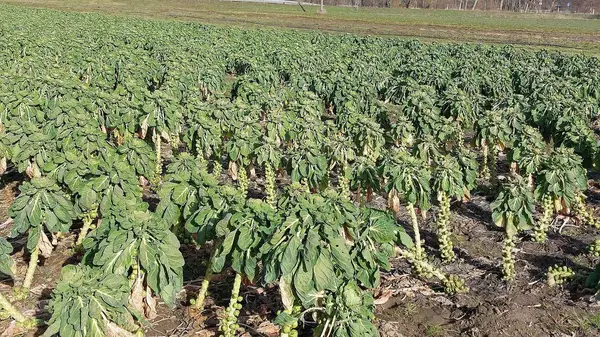 Brussels sprout plants in a field after cold weather