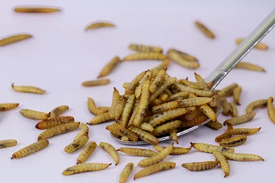 Mealworms vs Black Soldier Flies: A Comparison