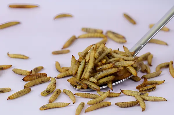 Dried black soldier fly larvae as an insect feed ingredient where mineral profile and substrate design influence product value