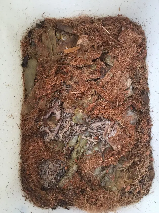 Black soldier fly larvae feeding on organic scraps