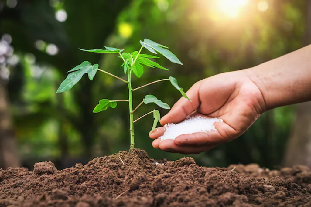 BSF Frass Outperforms Chemical Fertilizer for Lettuce: New Field Research from Benin