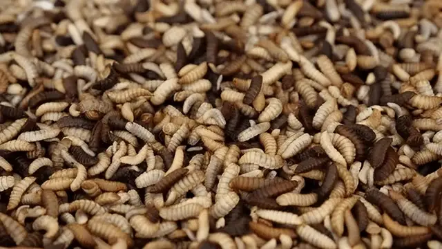 Black soldier fly larvae converting organic matter into valuable insect-based ingredients
