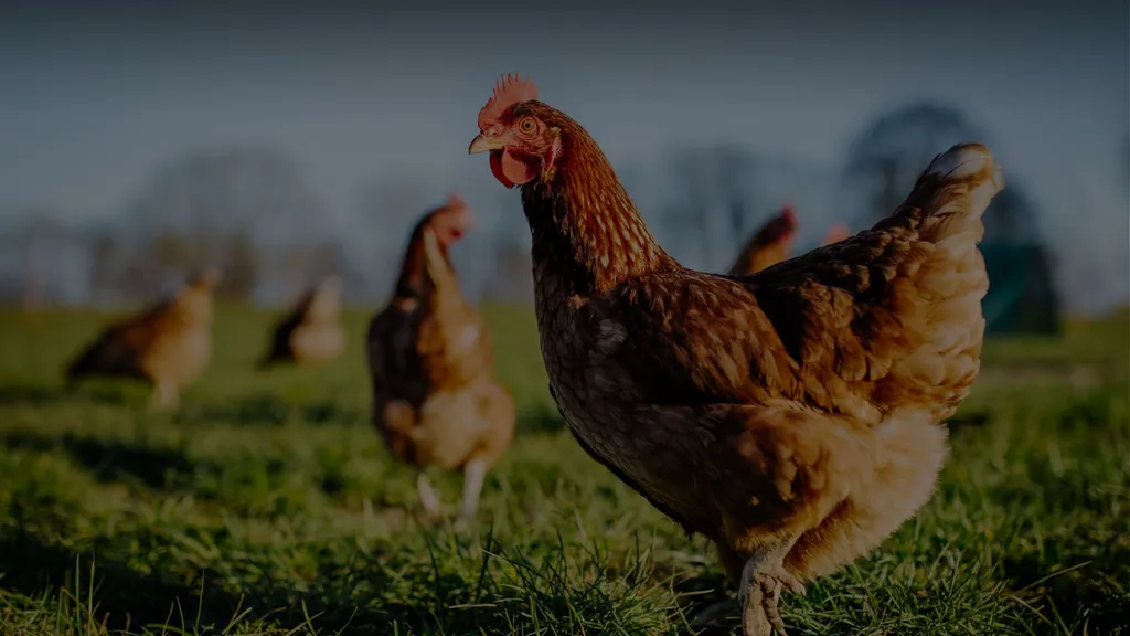 Why European Poultry Farmers Are Switching to Insects