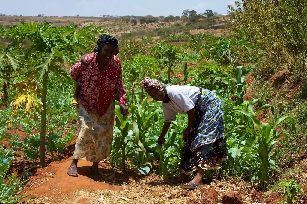 Smallholder farmers working a field in Kenya