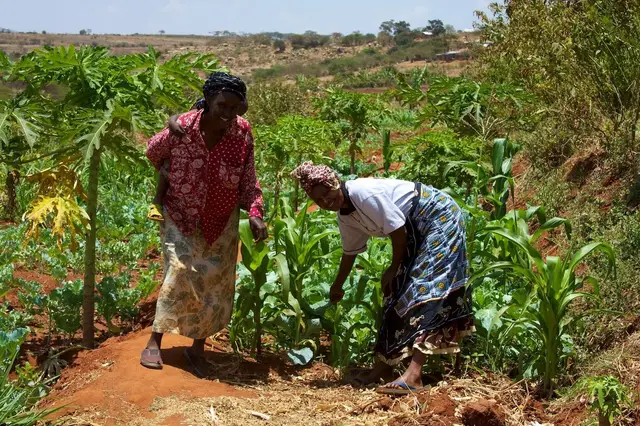 Smallholder farmers working a field in Kenya