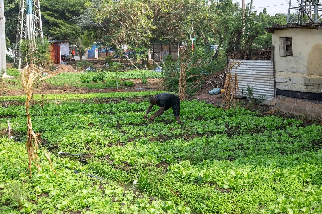 Rows of lettuce growing in a farm field