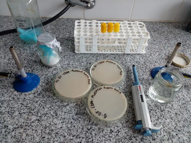 Petri dishes and laboratory tools on a microbiology bench