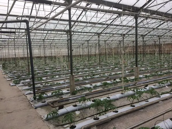 Interior of a greenhouse production facility
