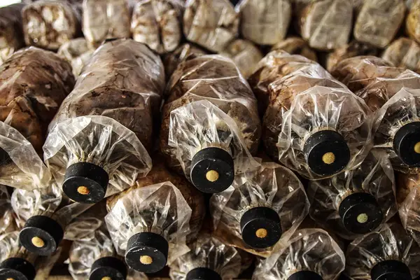 Mushroom cultivation bags in a growing house