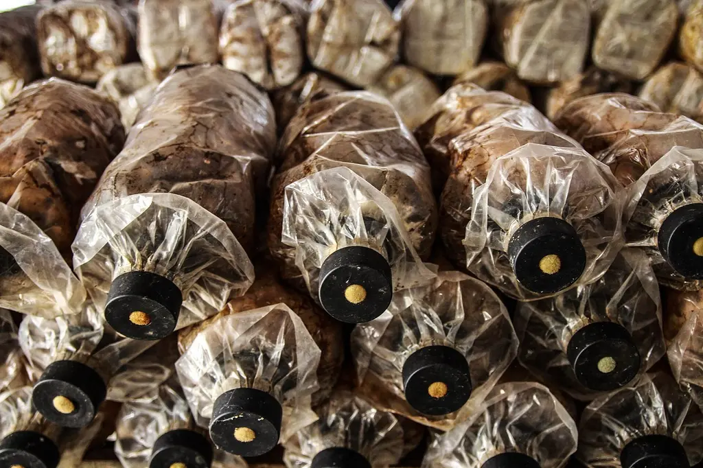 Mushroom cultivation bags in a growing house