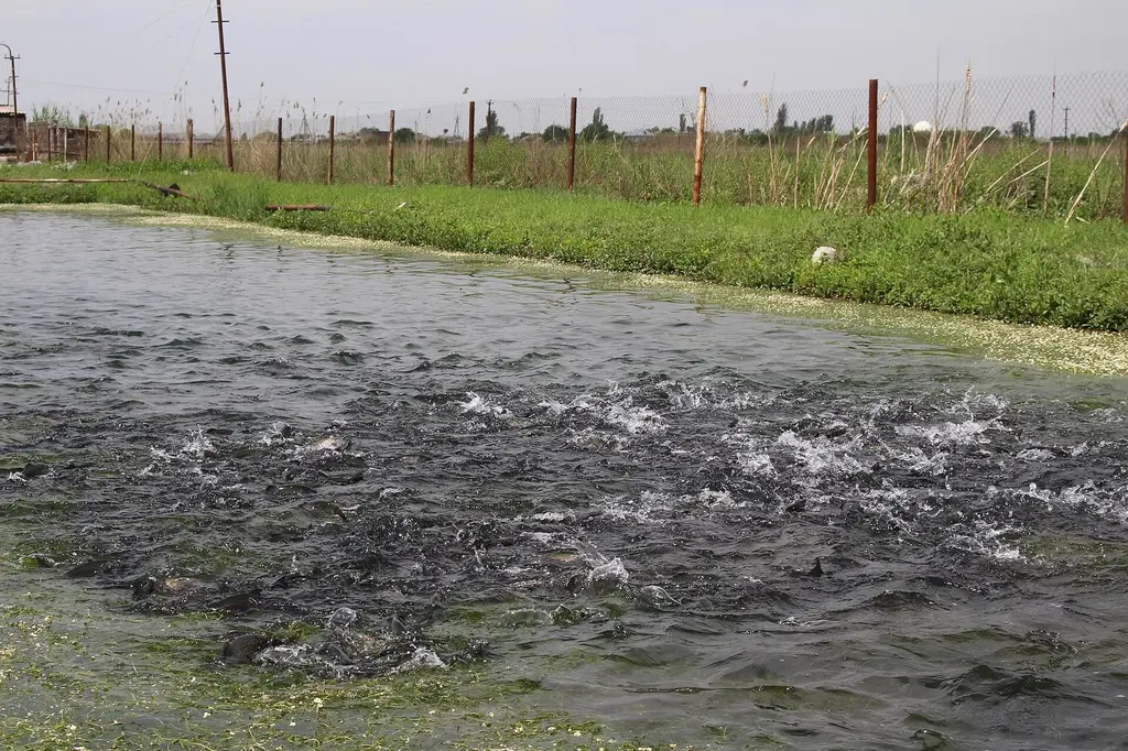 Fish feeding at the surface of an earth pond on a fish farm
