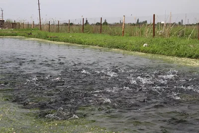 Fish feeding at the surface of an earth pond on a fish farm