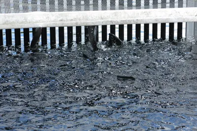 Rainbow trout crowded in a hatchery raceway