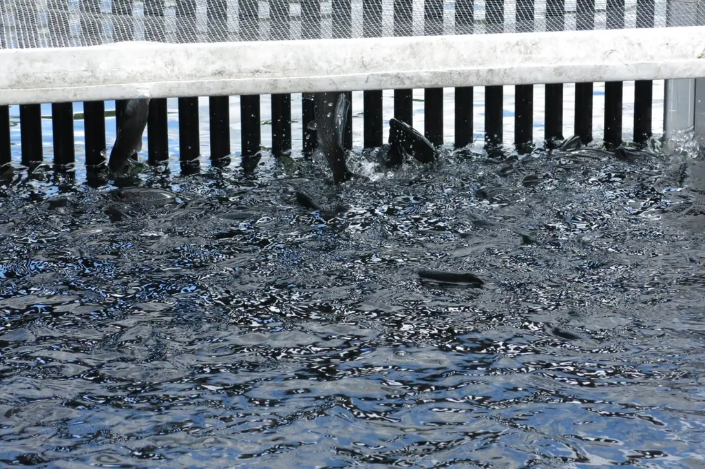 Rainbow trout crowded in a hatchery raceway