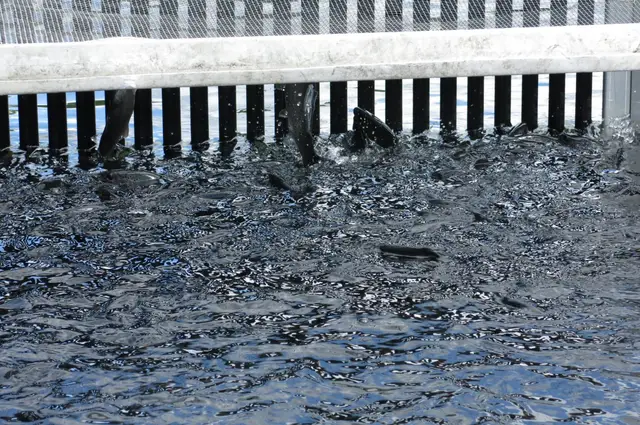 Rainbow trout crowded in a hatchery raceway