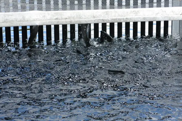 Rainbow trout crowded in a hatchery raceway